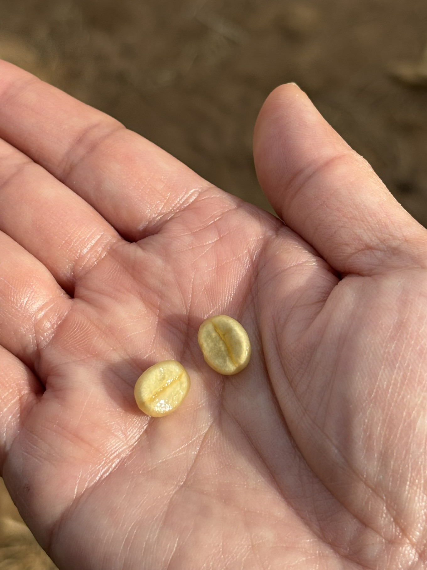 En een boon valt uiteen in twee helften: de vorm zoals wij de koffieboon kennen. 
