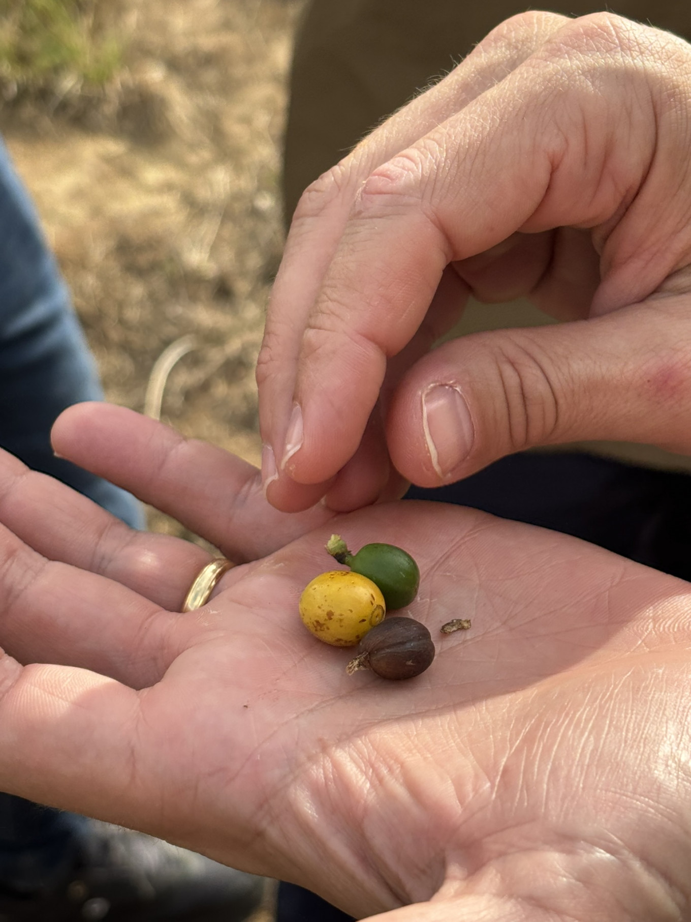 Groene, rijpe en overrijpe bessen worden geplukt en op hun eigen manier verwerkt. 