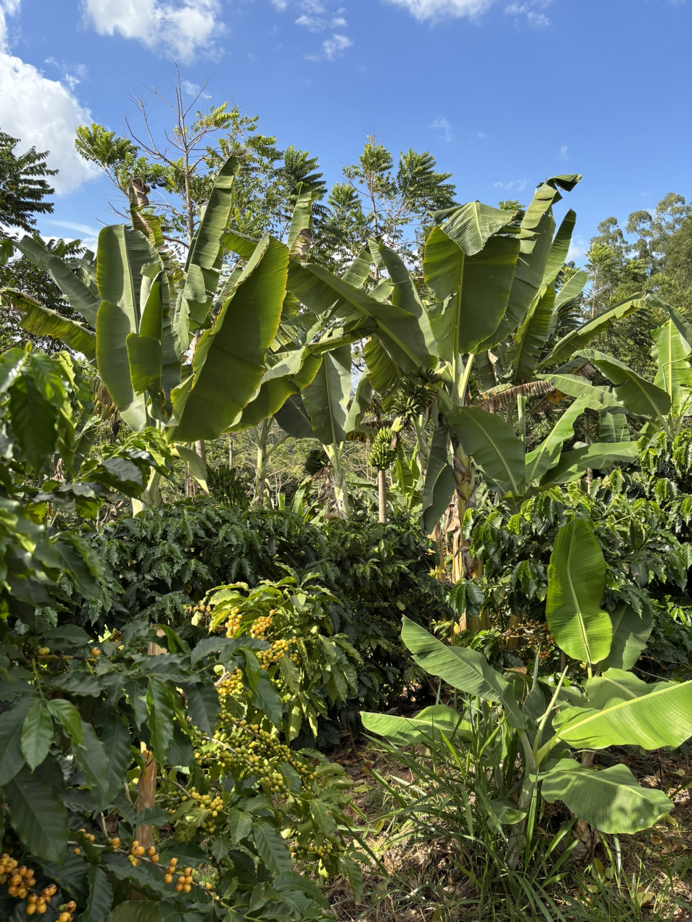 Bananenbomen beschermen de koffieplanten tegen de hitte en zorgen voor wat extra inkomsten. 